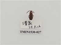 藏品(前角扣頭蟲科)的圖片